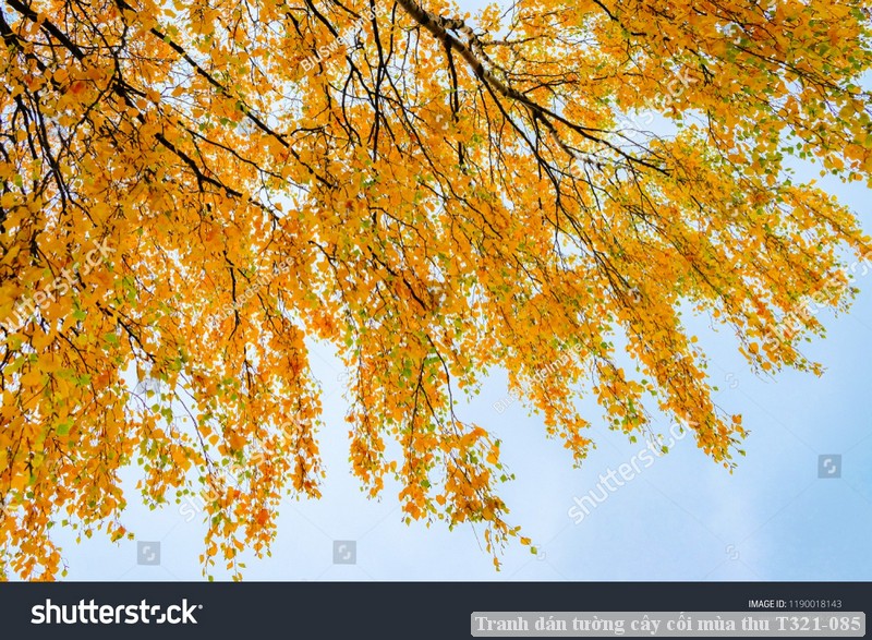 Tranh dán tường cây cối mùa thu T321-085